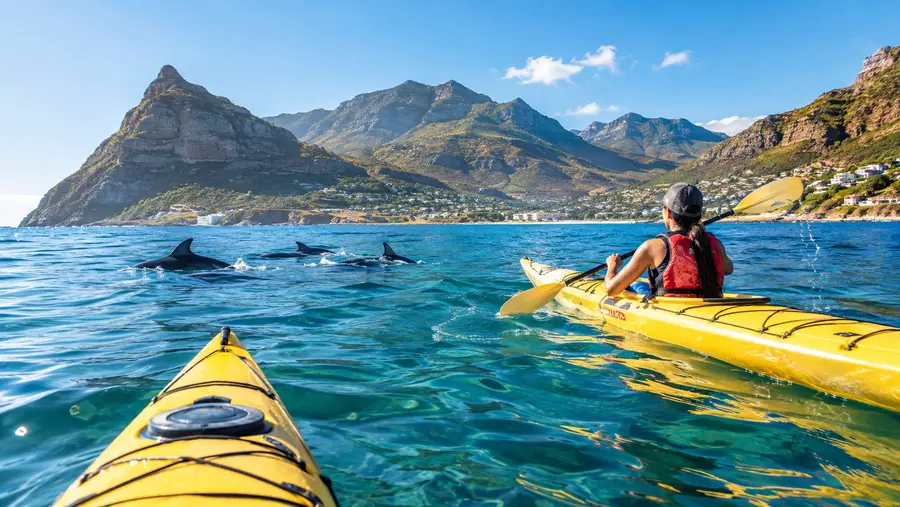 Hout Bay Kayaking Location Guide Marine Life