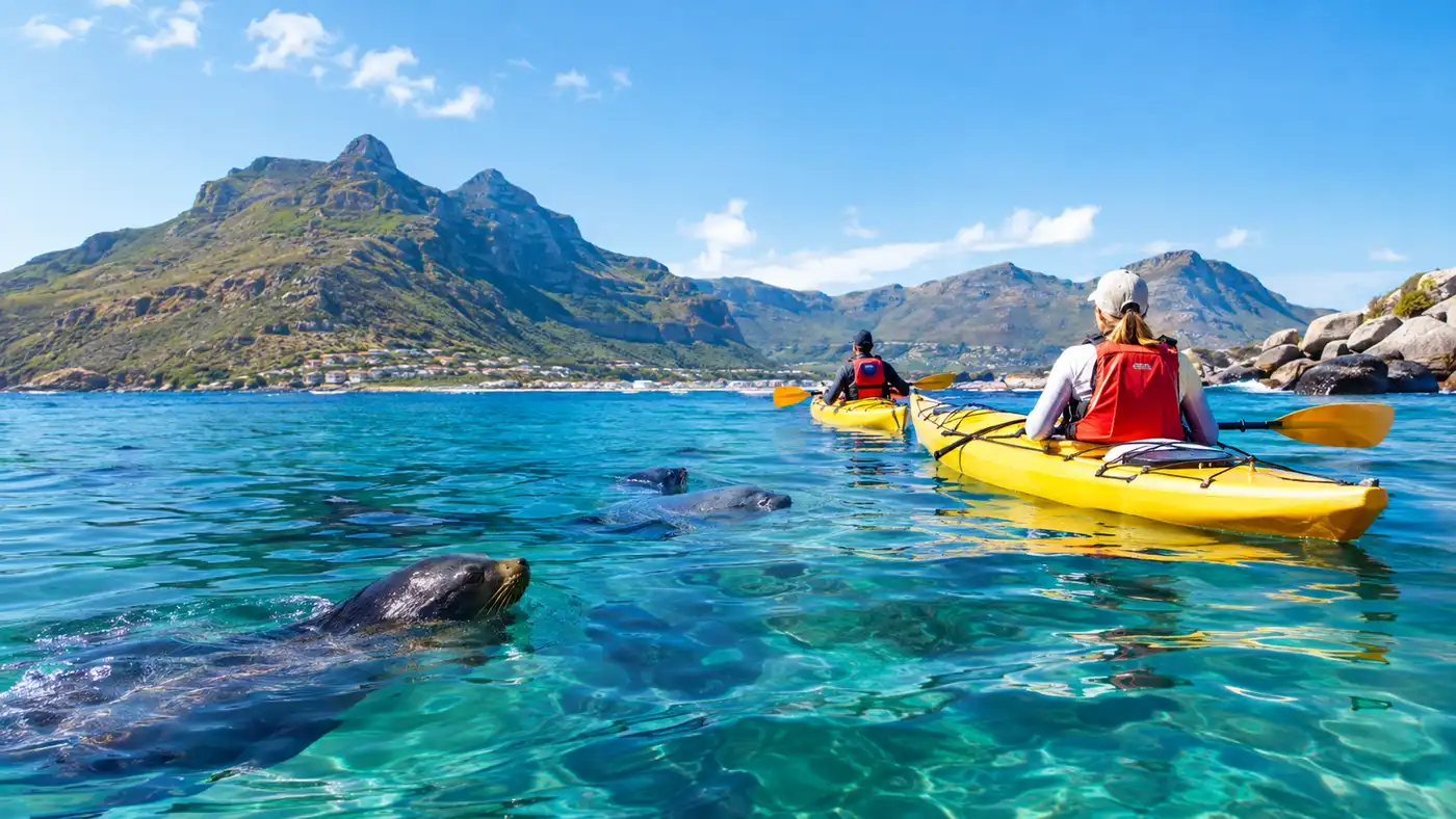 Hout Bay Kayaking Location Guide Marine Life