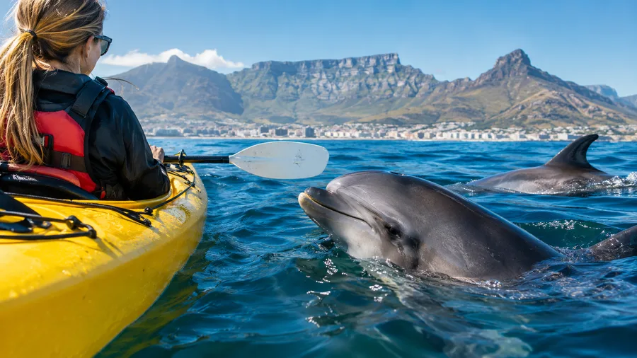Kayaking with Dolphins in Cape Town How Often It Happens