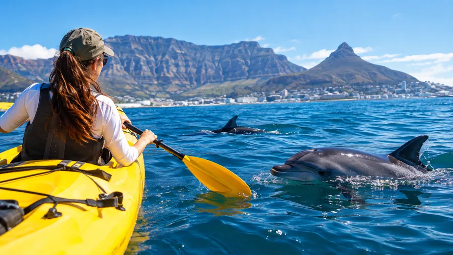 Kayaking with Dolphins in Cape Town How Often It Happens