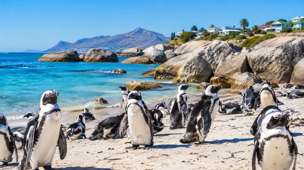 Boulders Beach Penguin Colony