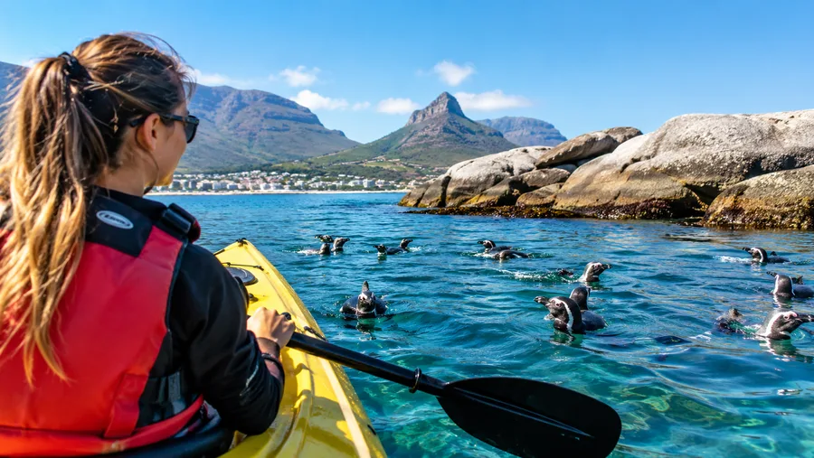 Penguin Kayaking in Cape Town Myths vs Reality