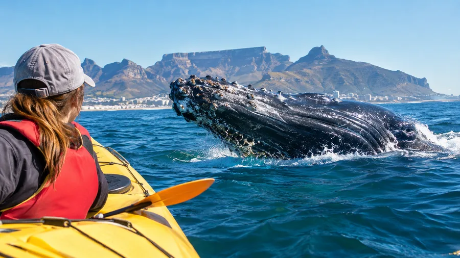 Incontri con le balene in kayak a Città del Capo