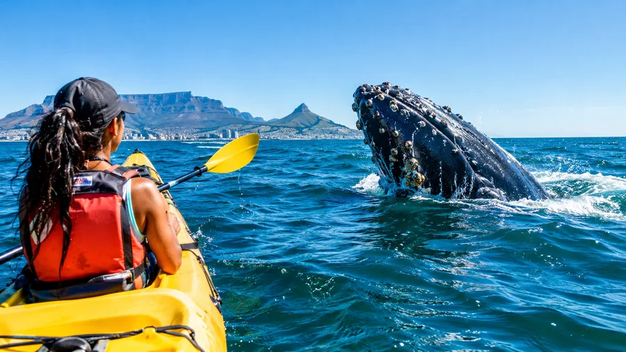 Incontri con le balene in kayak a Città del Capo
